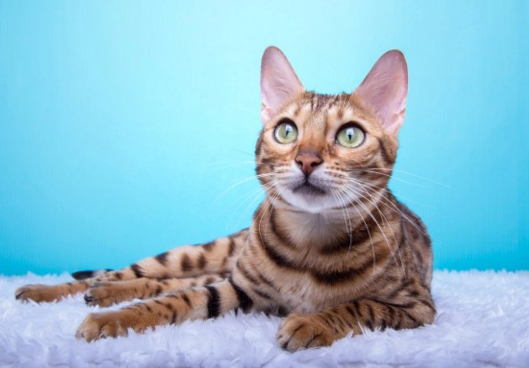 Urinary Tract Blockages in Cats: Causes, Symptoms & Treatment