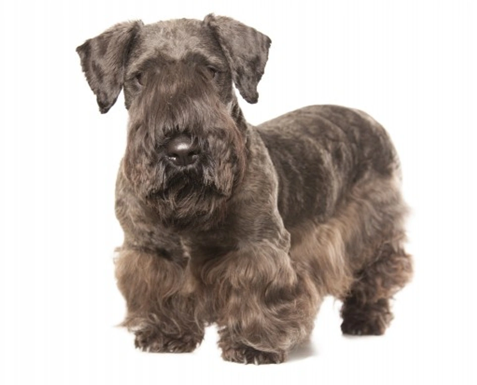 Cesky Terrier Breed Standard: Appearance & Traits