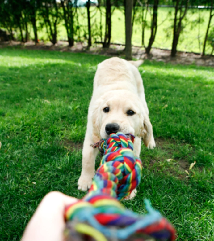 Mordisco o juegos bruscos