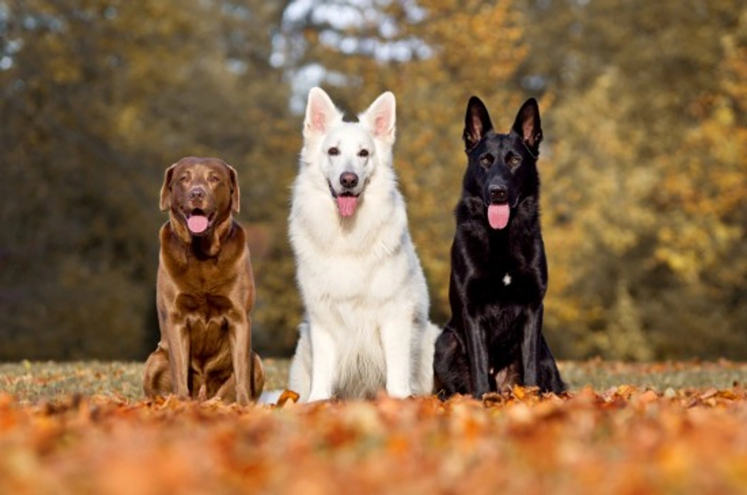 Can Dogs Share The Alpha Role? Understanding Pack Leadership