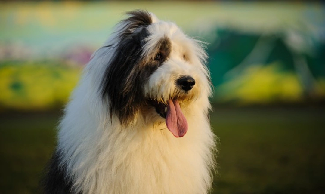 Complete Guide to Hereditary Ataxia DNA Testing in Old English Sheepdogs