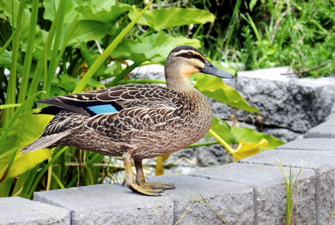 16 Fascinating and Informative Duck Facts