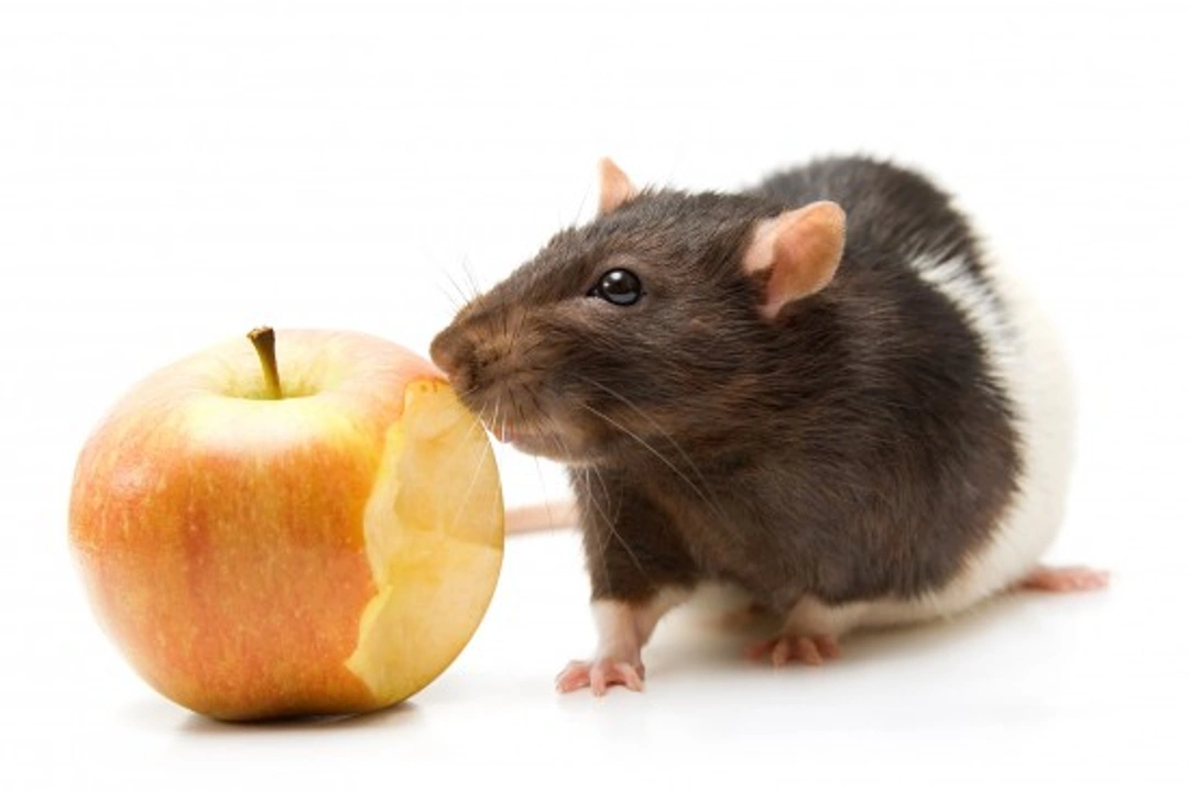 Safe and Unsafe Foods for Your Pet Rat: Essential Guide