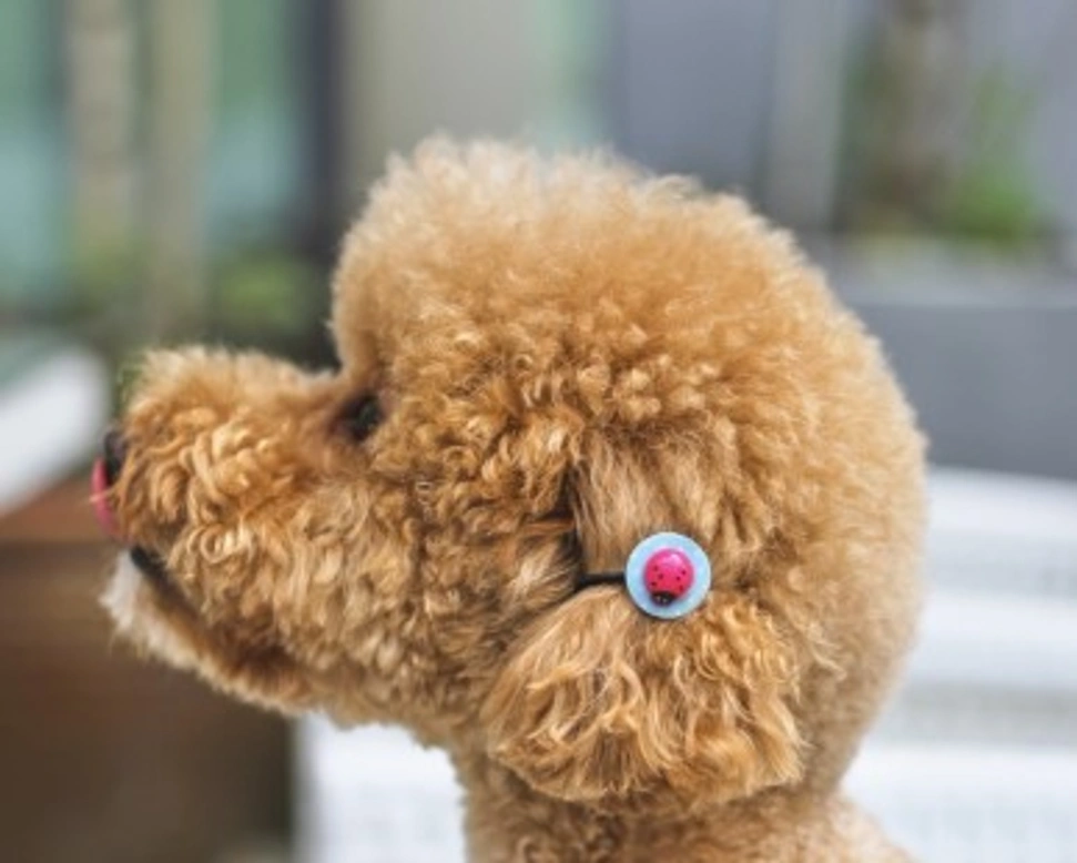 In quali colori si può trovare il Barboncino nano