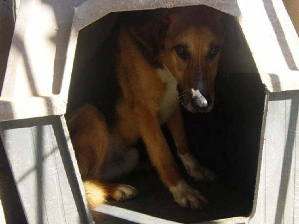 Perros con miedo a las personas