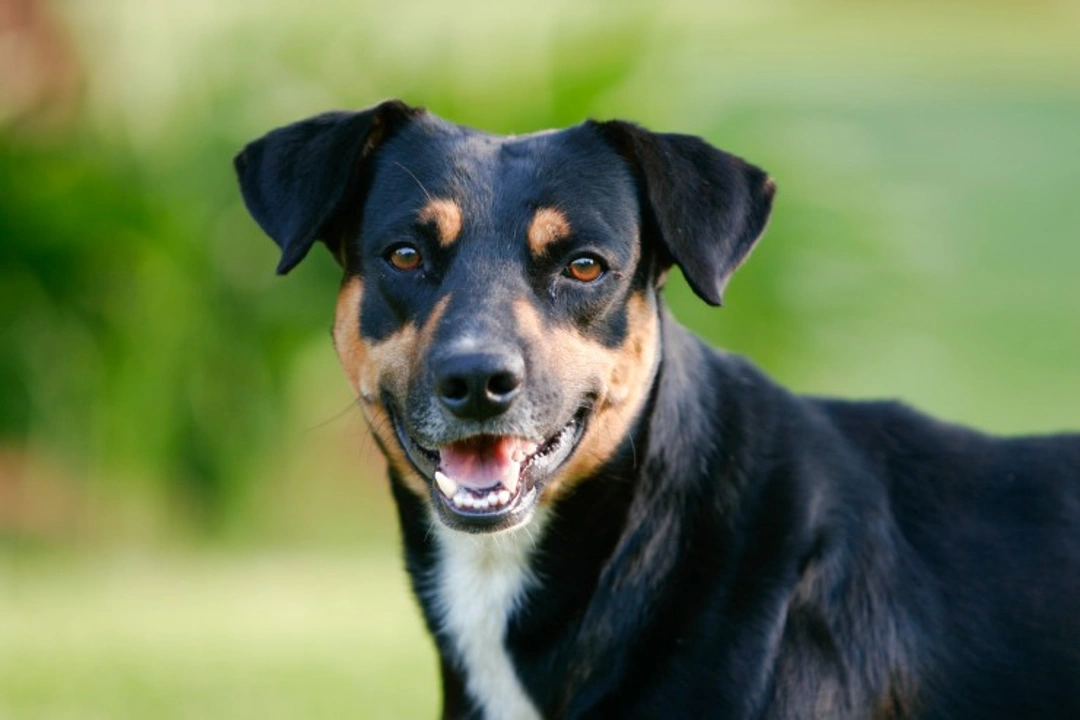 Causes of Tooth Loss in Dogs: Common Illnesses & Issues