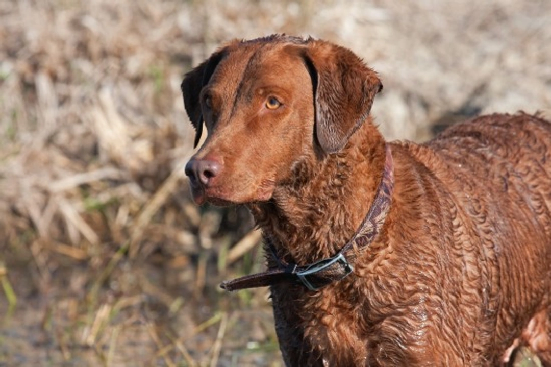Chesapeake Bay Retriever Traits & Temperament Guide