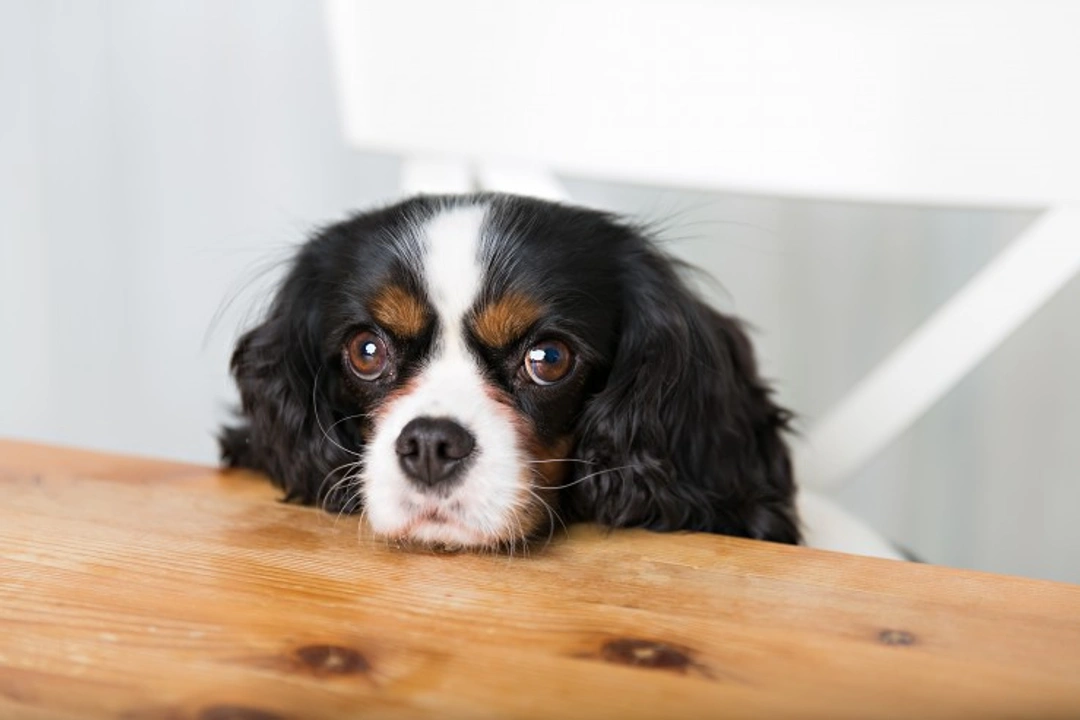 Why Are Dogs Always Hungry? Understanding Their Appetite