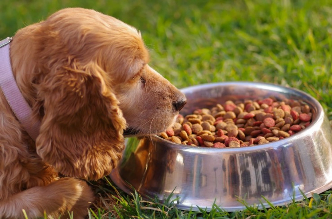 How to Manage a Diabetic Dog That Won't Eat Enough Food