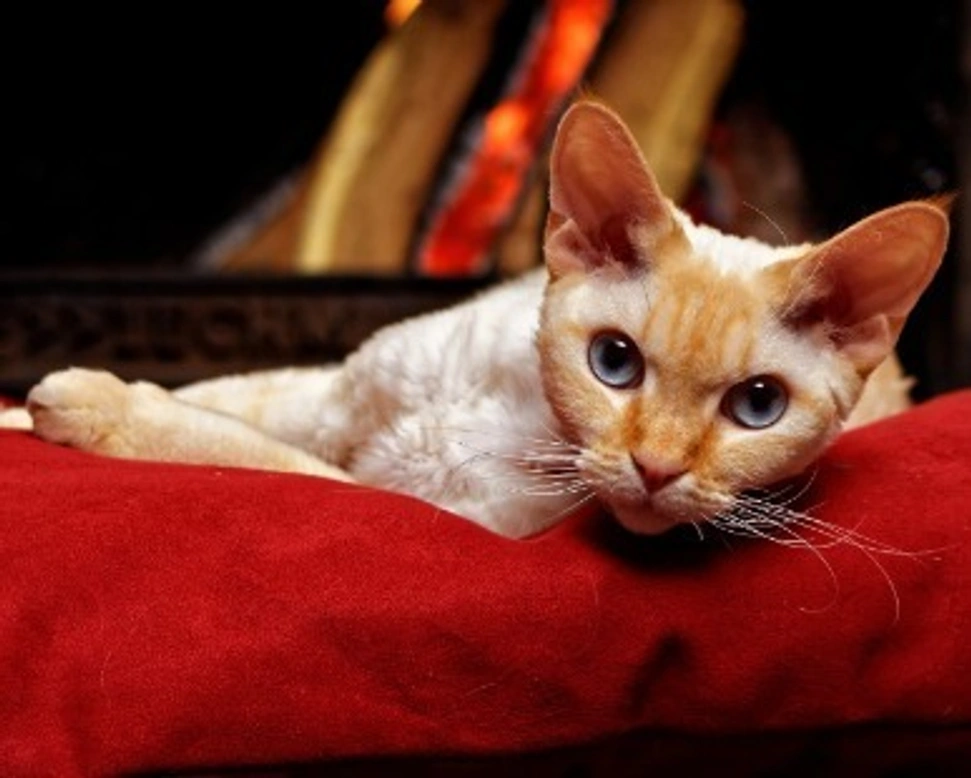 Devon Rex: carattere e prezzo del gatto folletto
