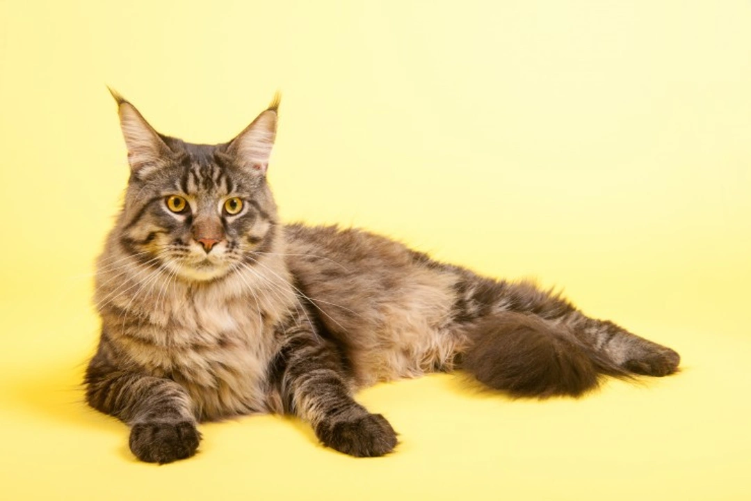 The History of the Maine Coon Cat: Myths & Facts