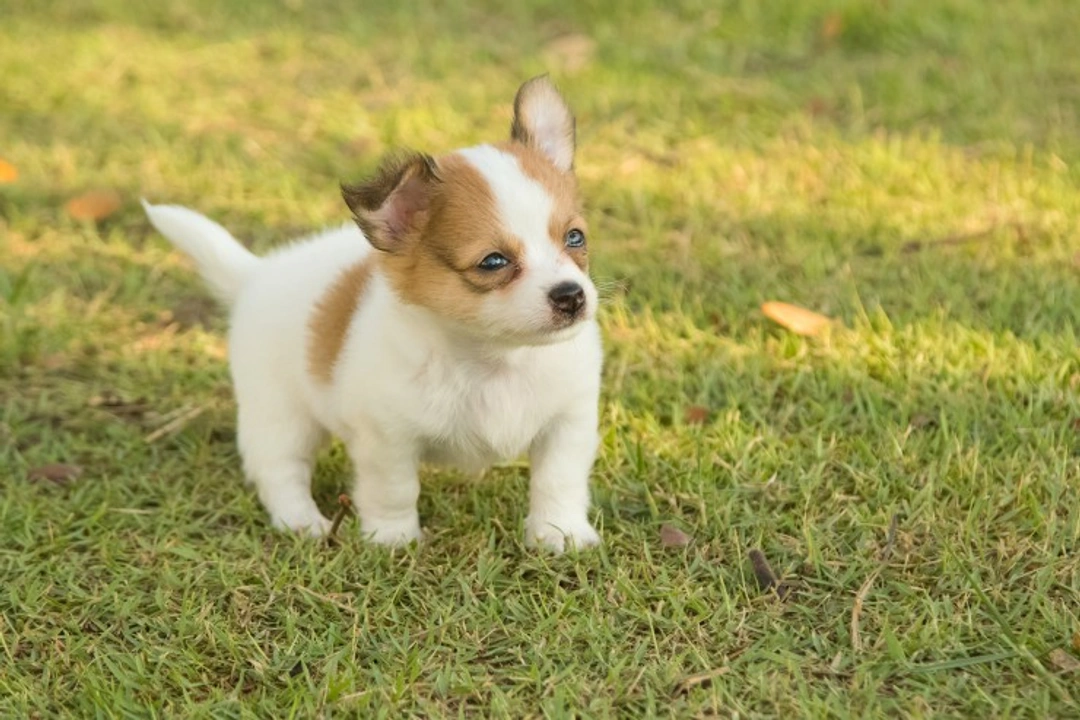 Top 5 Personality Traits of Chihuahuas