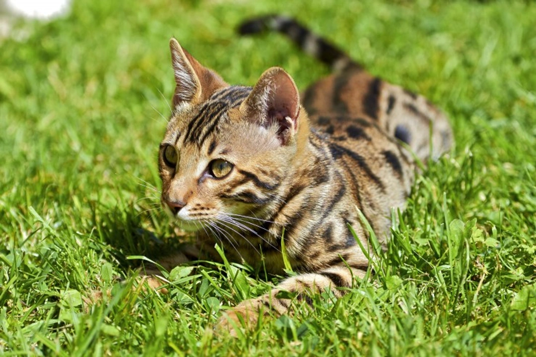 Glomerular Disease in Cats: Symptoms, Causes and Care