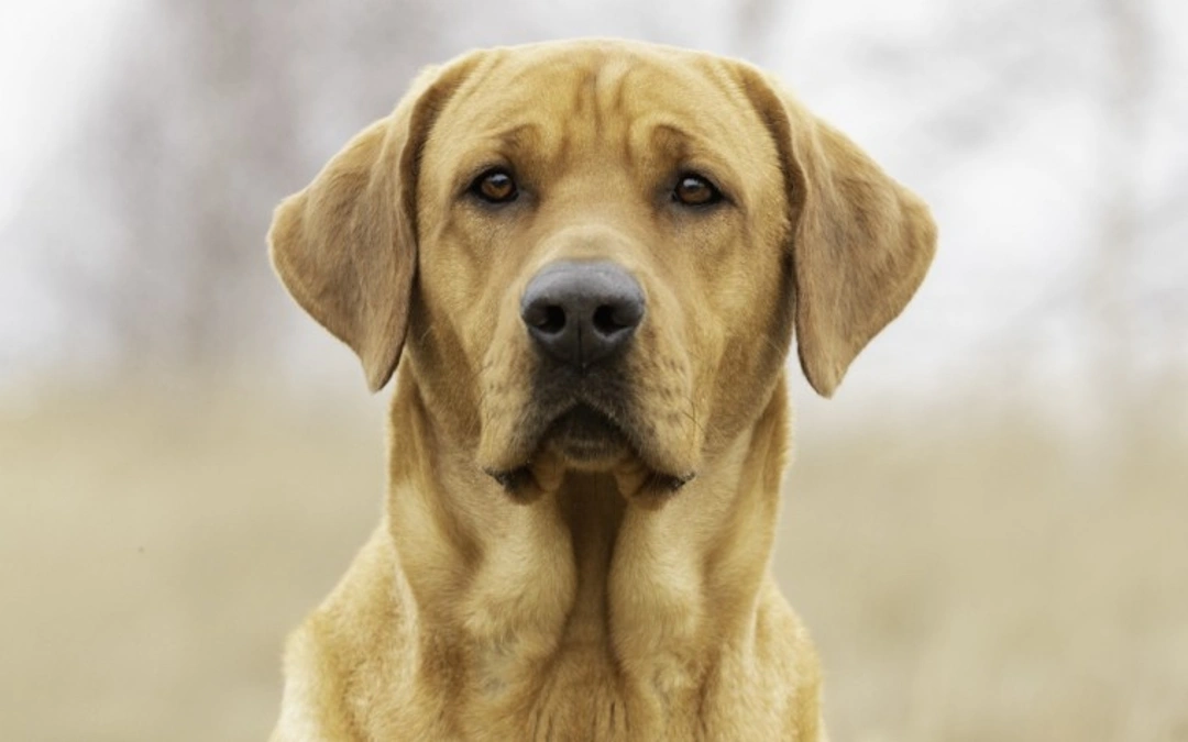 What Dogs Tend to Have a Soft Mouth and Why