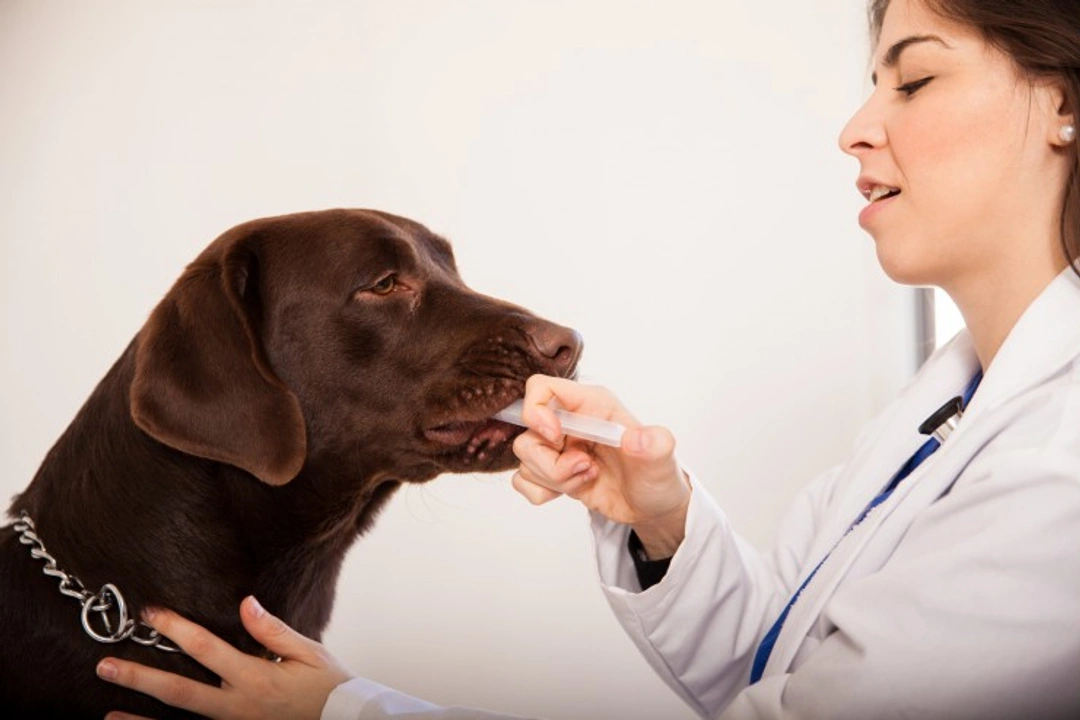 How tapeworms affect your dog: symptoms and treatment