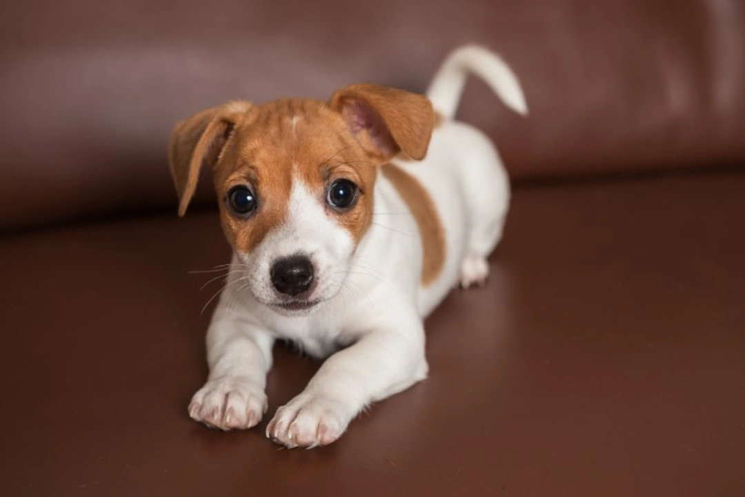 Key Dog Care Tips for Flat Living Owners