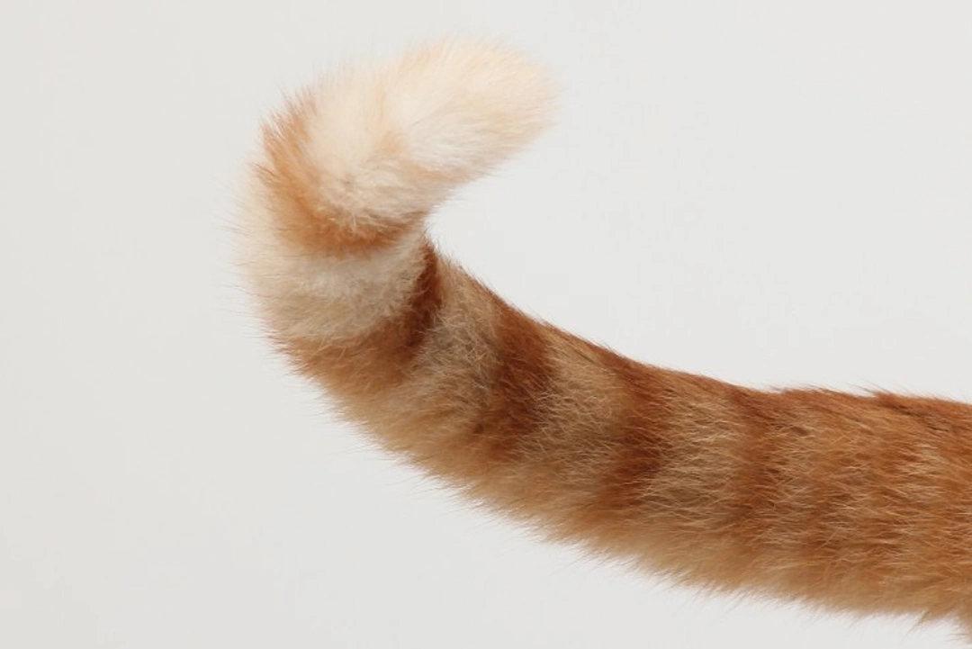 What Makes Cats Chase Their Tails? Understanding This Behaviour