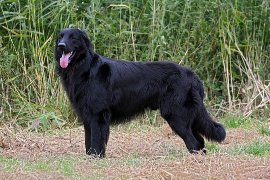 Osteochondrosis in Hovawart dogs: symptoms, risks, and buying tips