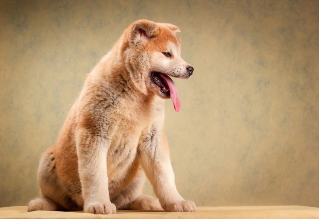 Common Health Concerns in Akita Dogs: What Owners Should Know