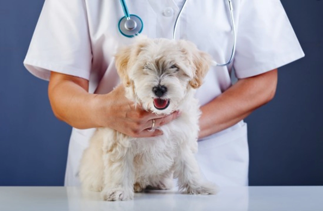 Pyoderma in Dogs: Causes, Symptoms & Treatment Guide