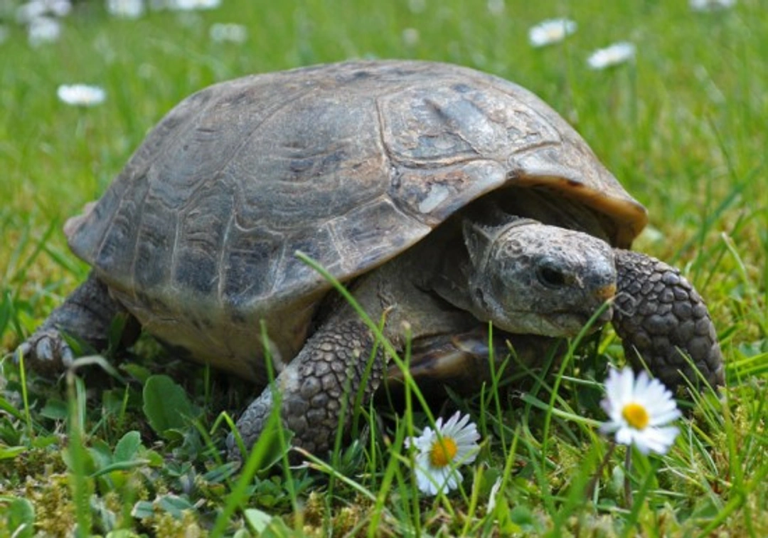 Pet Insurance for Exotic Pets: Coverage Options and Tips