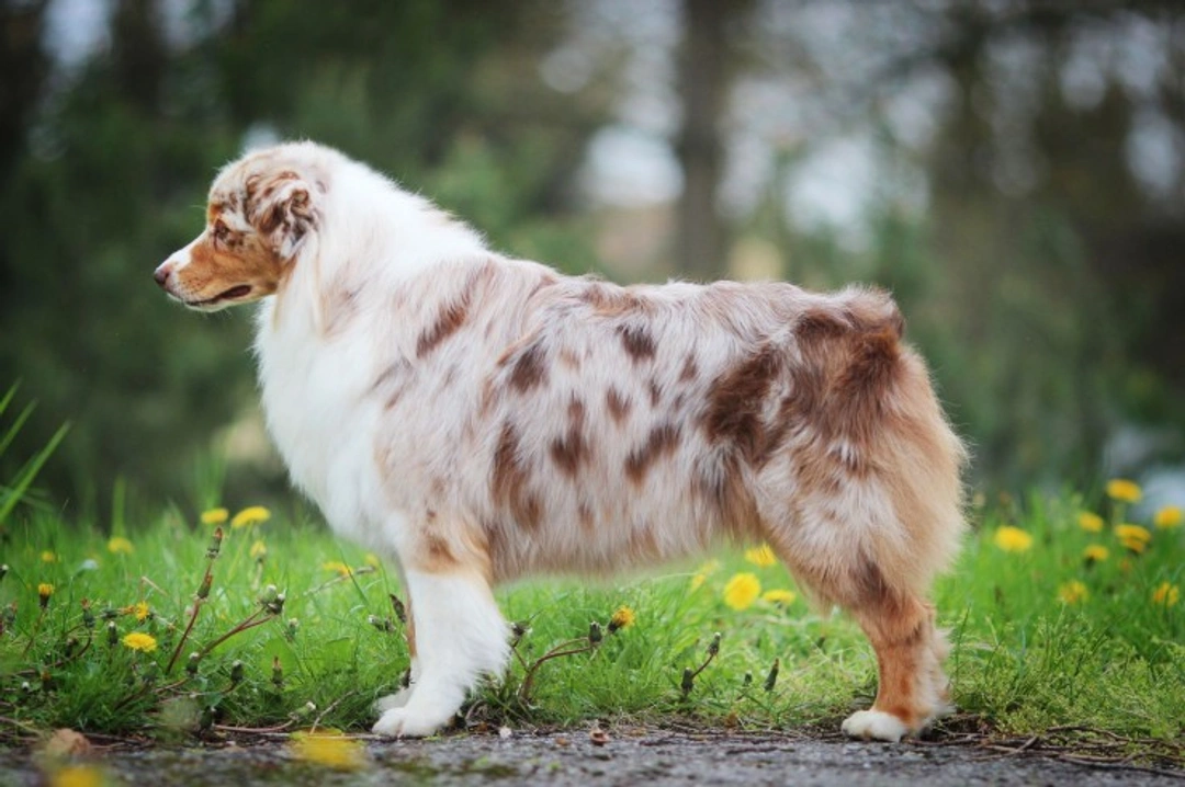 Why some dog breeds have naturally bobbed tails