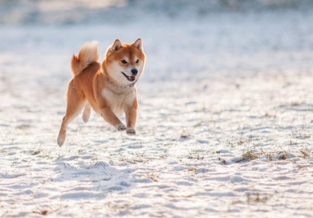 Comprehensive Guide to the Shiba Inu Dog Breed