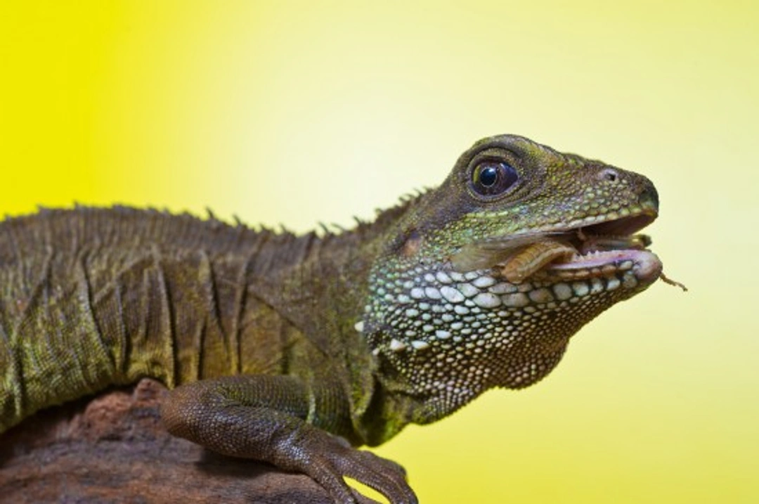 Complete Guide to Keeping Green Water Dragons as Pets