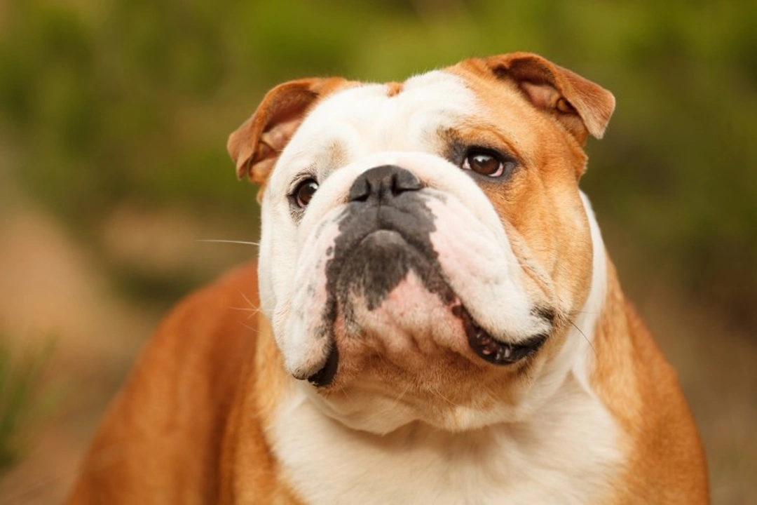 Could your dog benefit from referral to a specialist vet dermatologist?