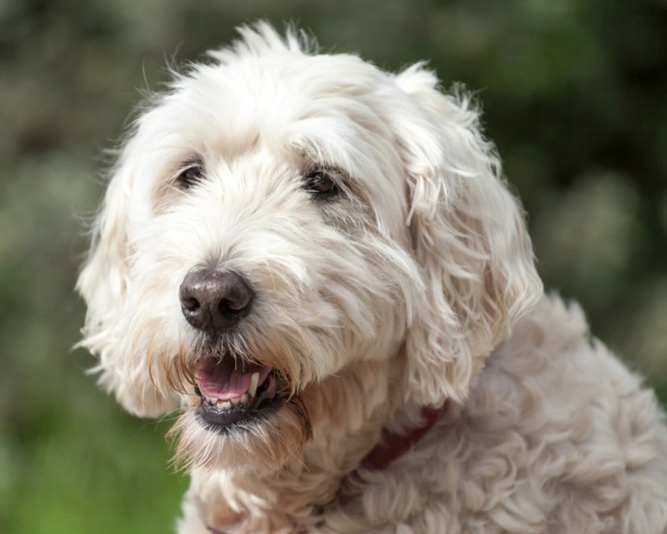 Protein-Losing Nephropathy in Dogs: Causes, Symptoms & Testing