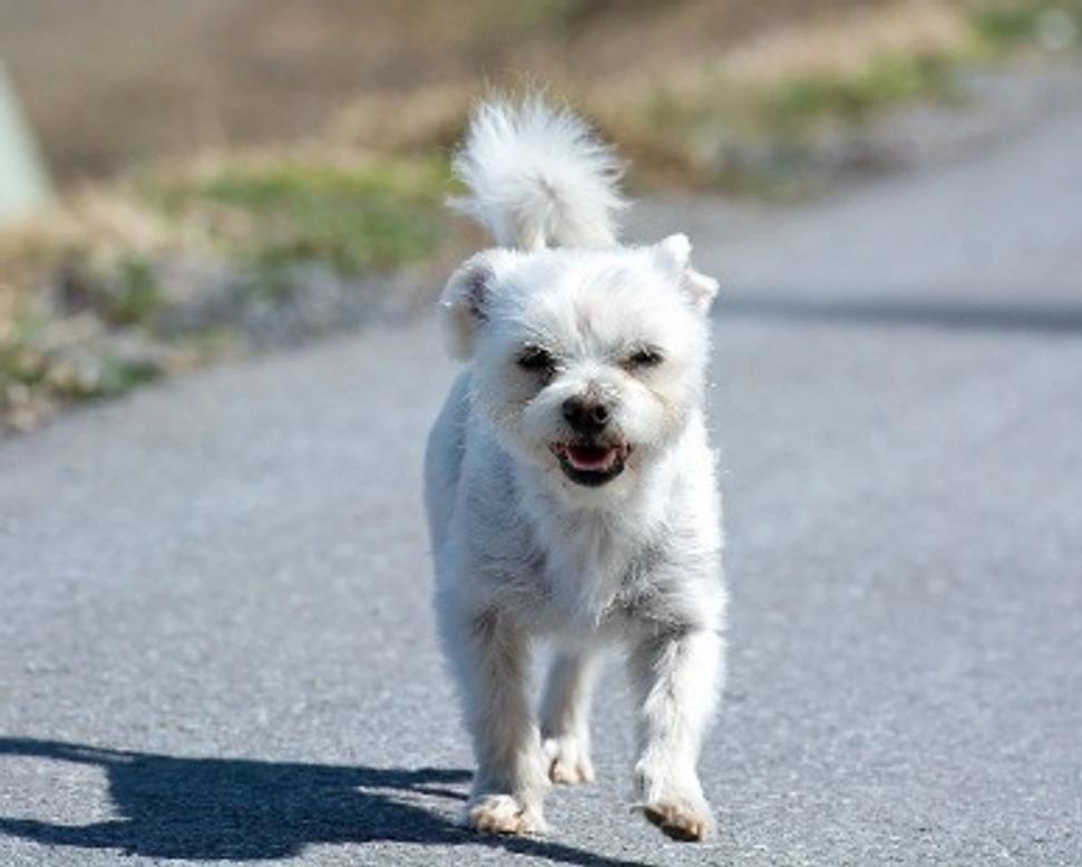 Associazione Animali: Tendi la Zampa ODV