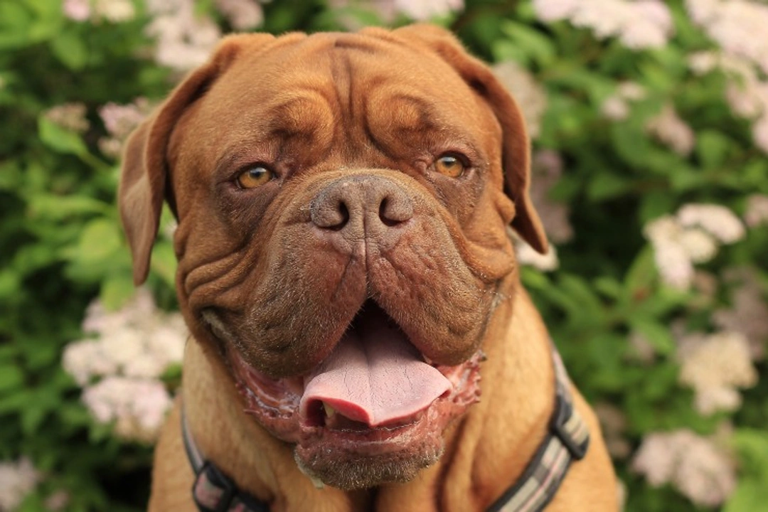 Why Dogue de Bordeaux Puppies Are So Expensive to Buy