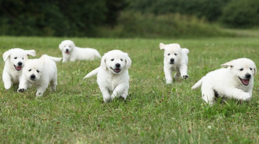 Ethical Puppy Deposits UK 2025: Secure Steps for Buyers