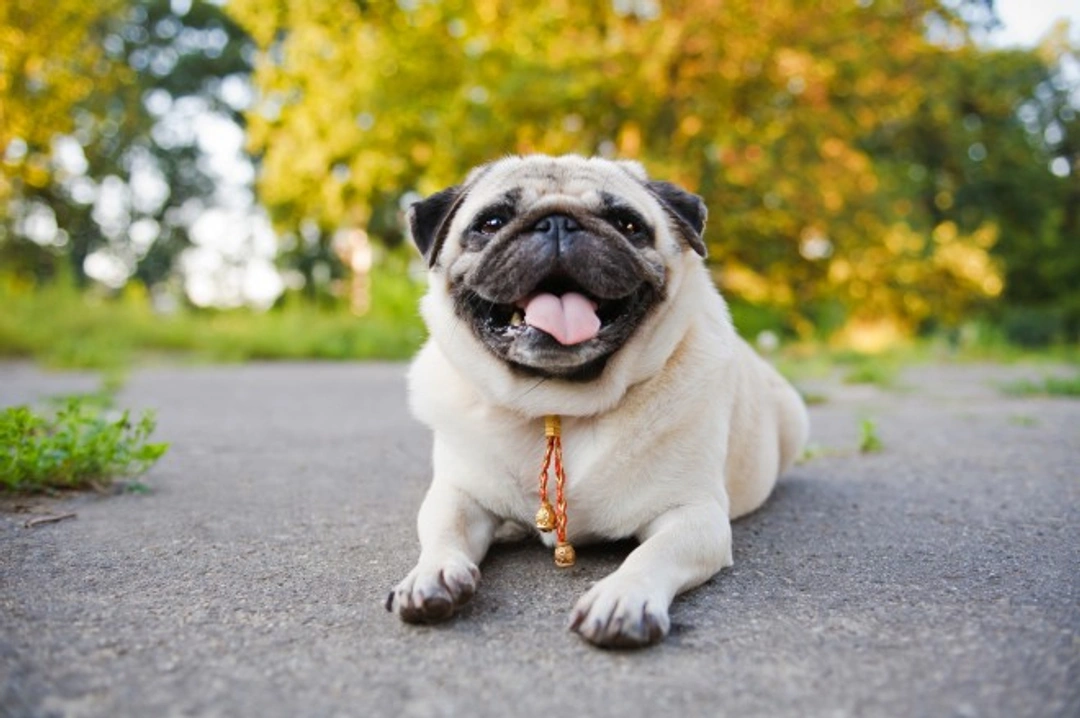 10 Ways to Exercise Your Dog When You Are Out of Action