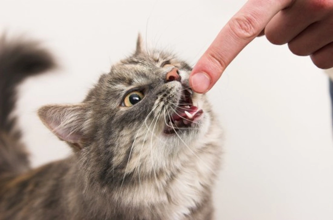 How to Stop Your Cat Scratching or Biting During Play