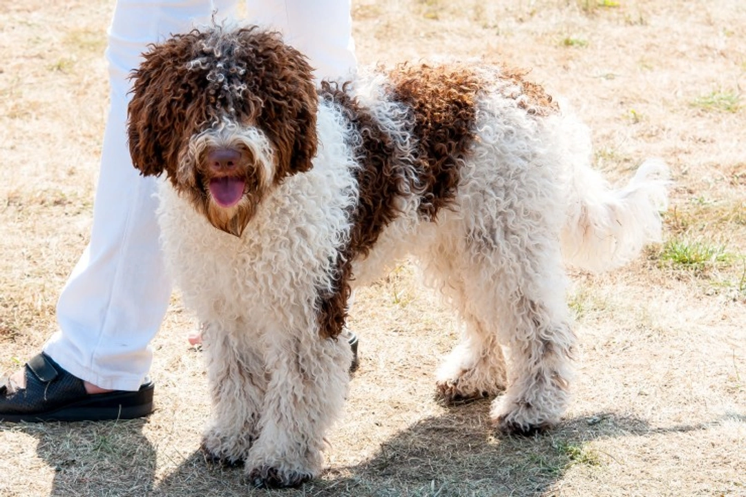 Improper Coat in the Lagotto Romagnolo Explained