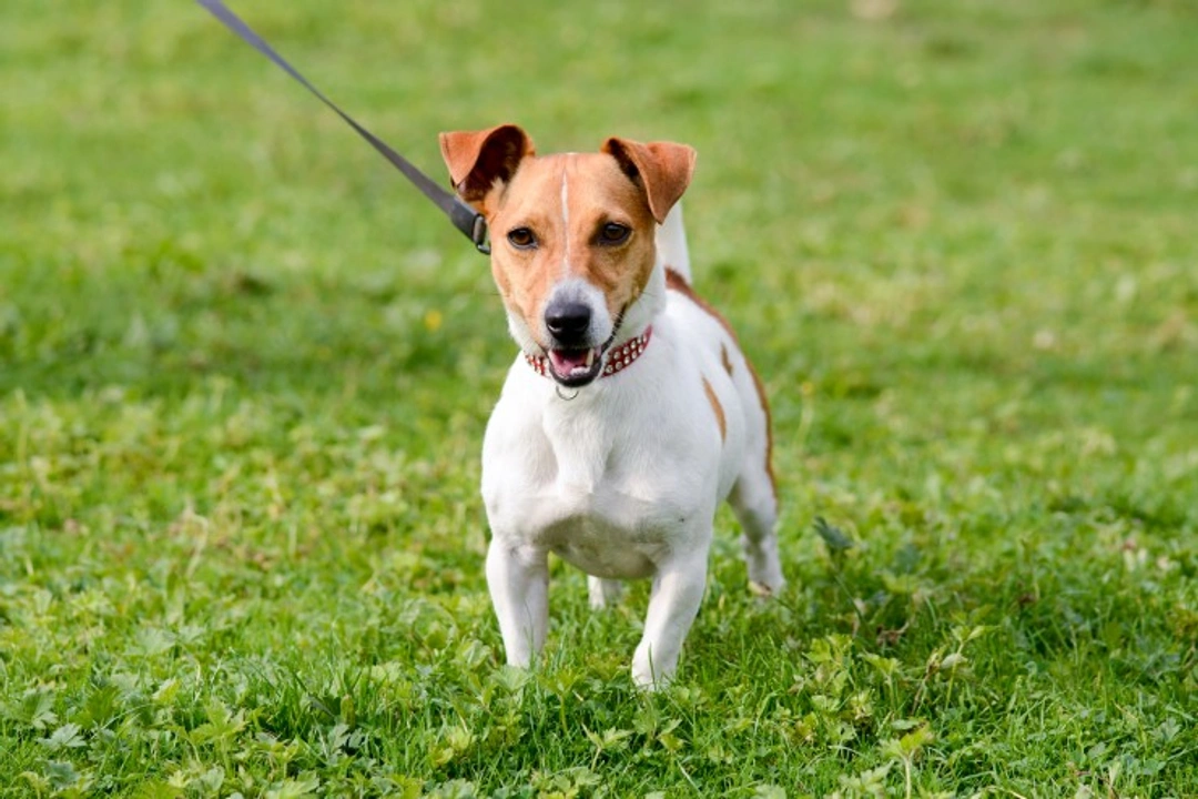 Understanding Why Dogs’ Behaviour Changes on the Lead