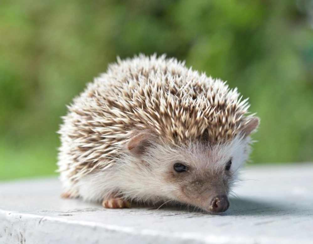 Complete Guide to Caring for a Pet Hedgehog