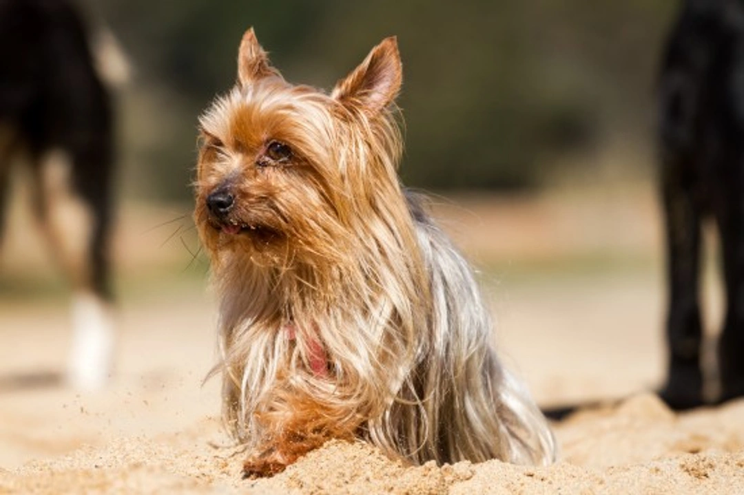 Yorkshire Terrier Health & Wellness Guide 2025