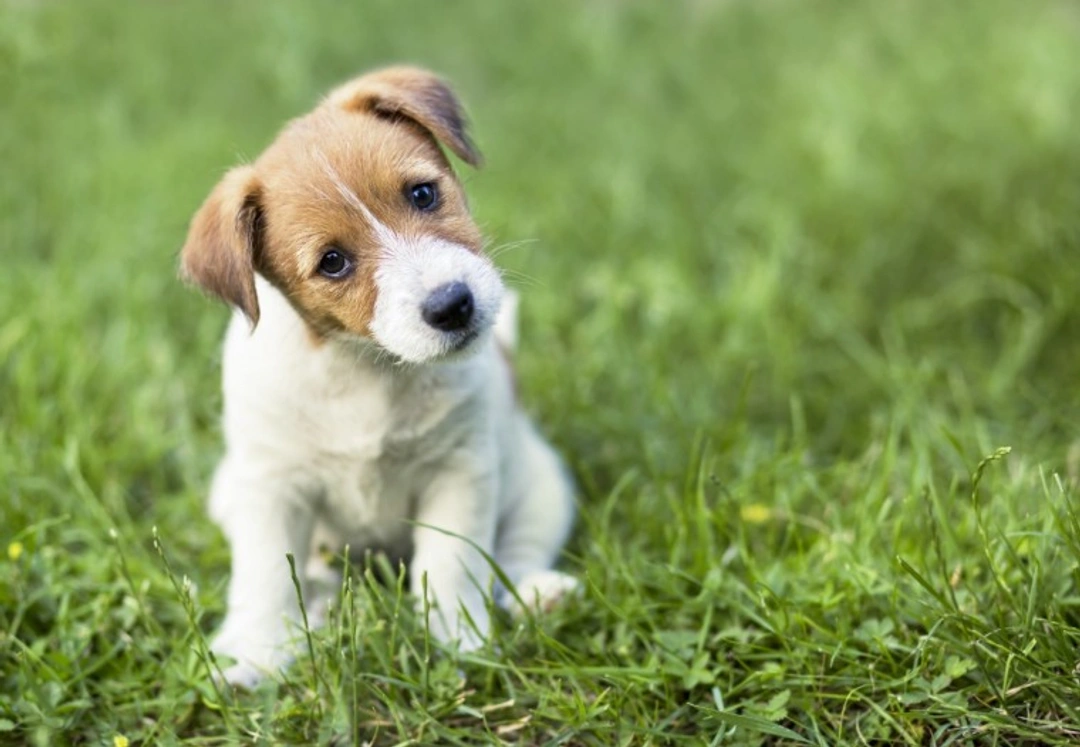 10 Key Facts About Jack Russell Terriers Before Buying