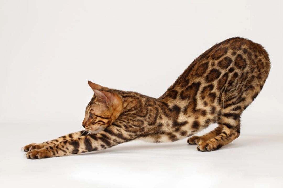 10 Strange Cat Behaviours Explained: What They Mean