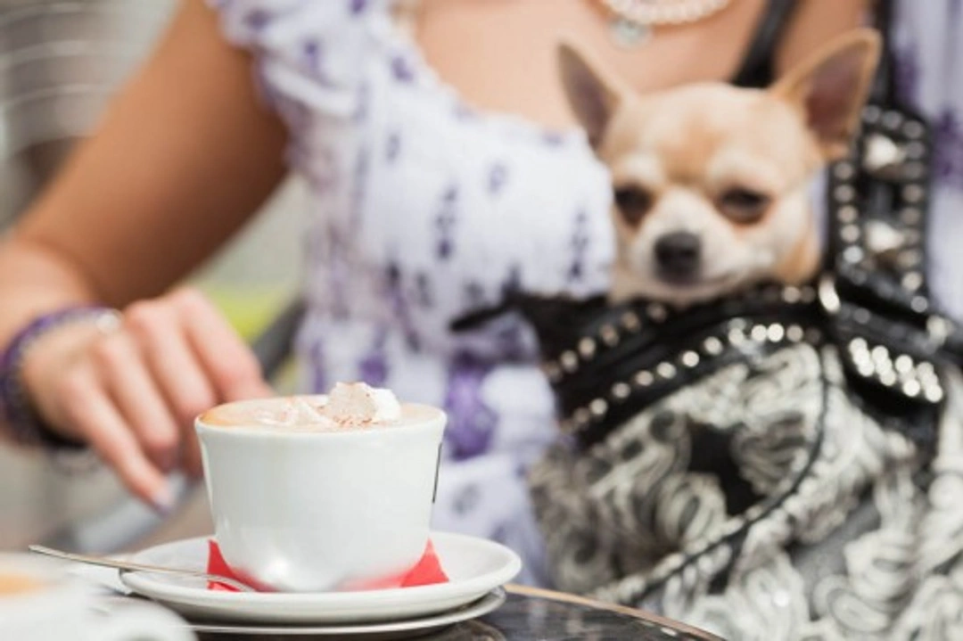 Handbag Dogs: Why Your Pet Isn’t a Fashion Accessory
