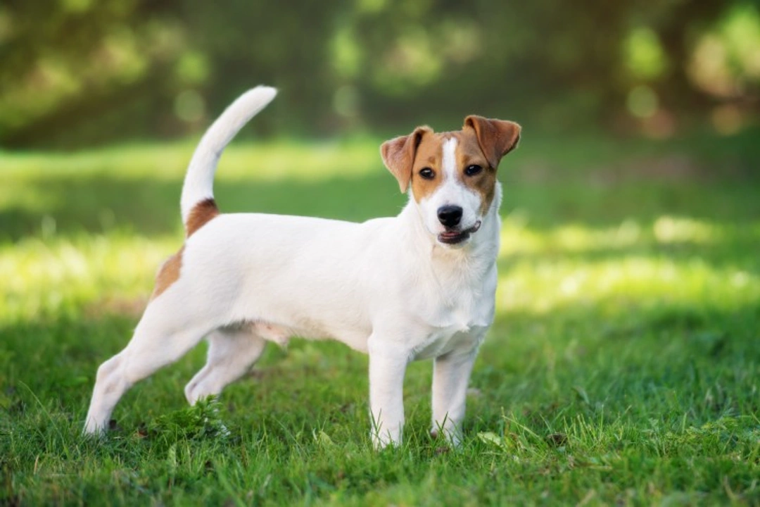 8 Top Facts About the Jack Russell Terrier