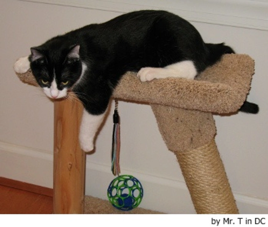 ¿Por qué mi gato araña paredes y muebles?