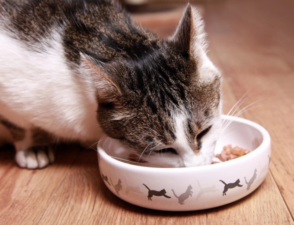 How to Feed a Kitten That's a Fussy Eater: 9 Helpful Steps