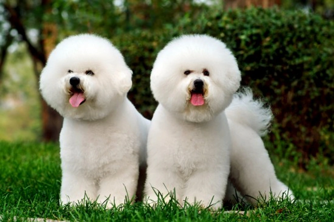 Bichon Frise Health and Care Guide: Lifespan & Common Issues