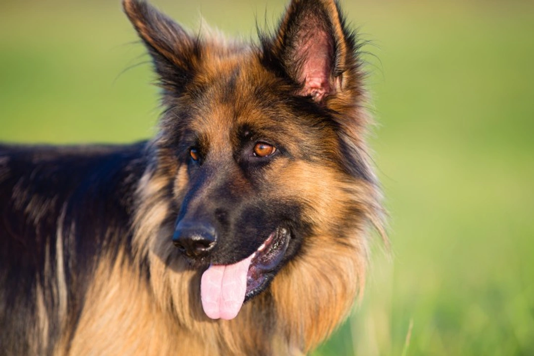 Abnormal and Unusual Heat Cycles in Female Dogs Explained