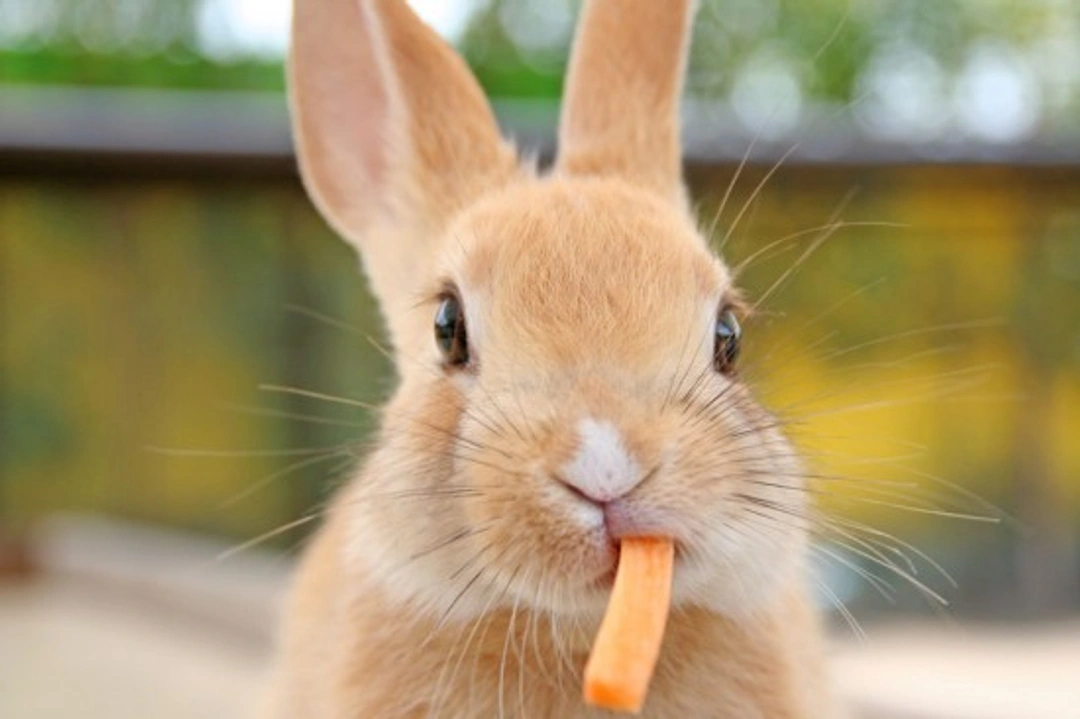 Complete Guide to Looking After Your Rabbit's Teeth