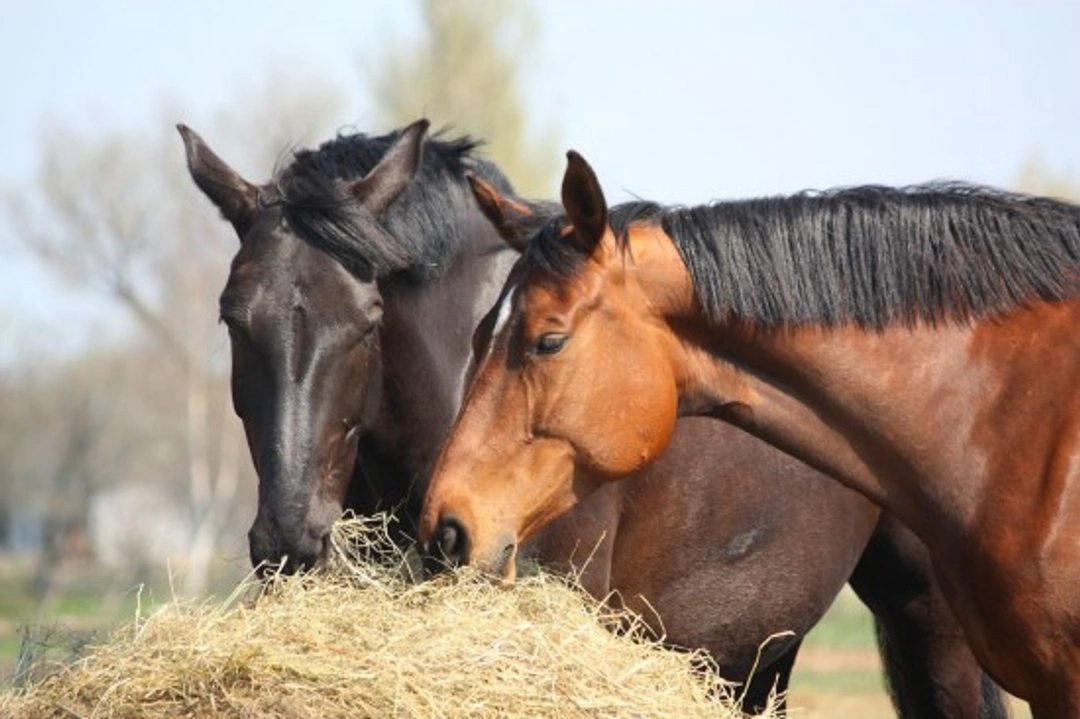 Herbs and Horses: Benefits of Herbal Supplements for Equines