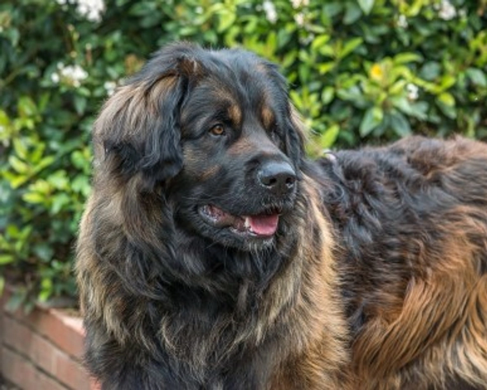 Cos'è il pedigree e come ottenerlo